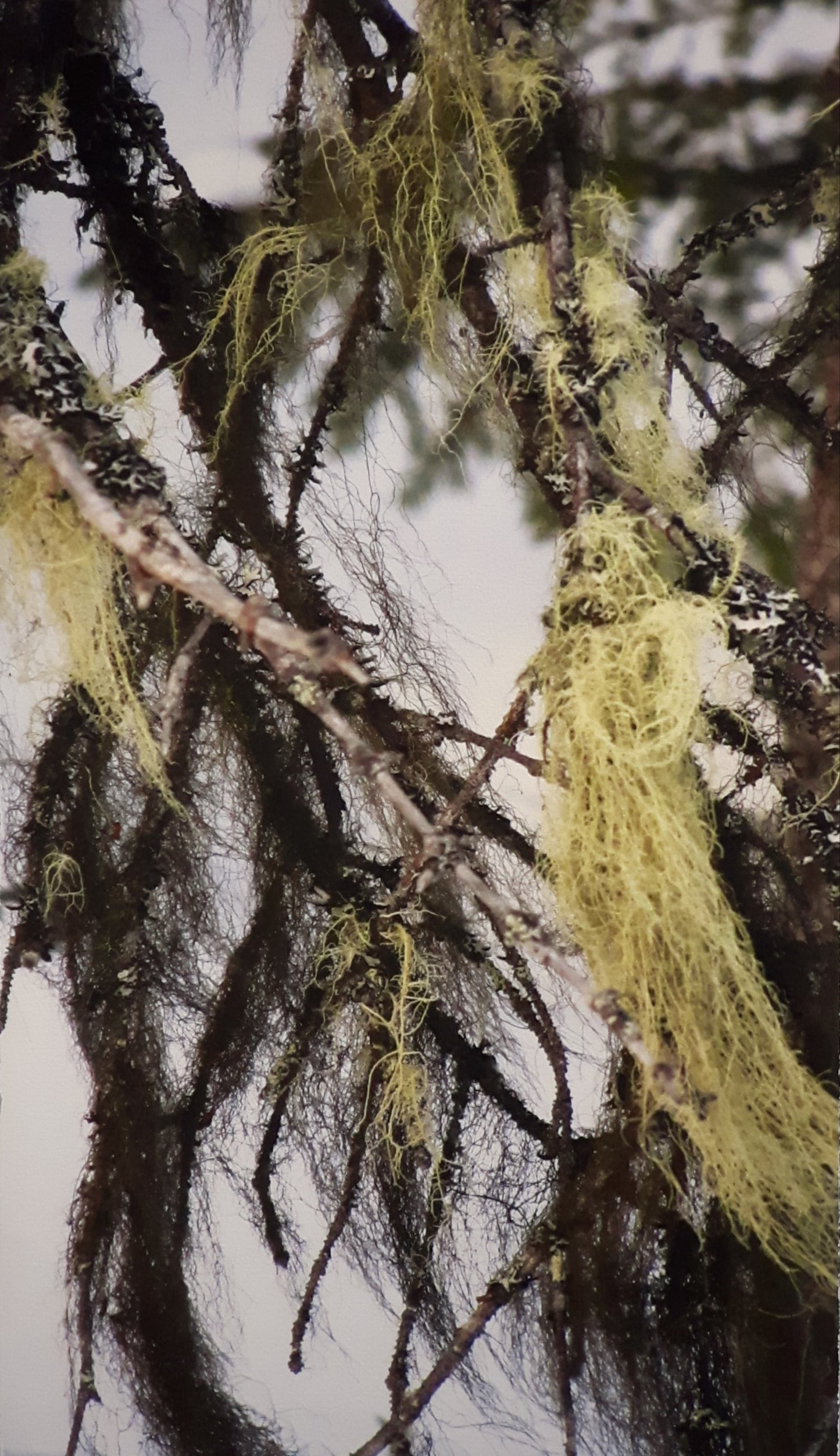 Tavla "Skogens lycka" i Fine Art